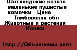 Шотландские котята ,маленькие пушистые комочки › Цена ­ 500 - Тамбовская обл. Животные и растения » Кошки   